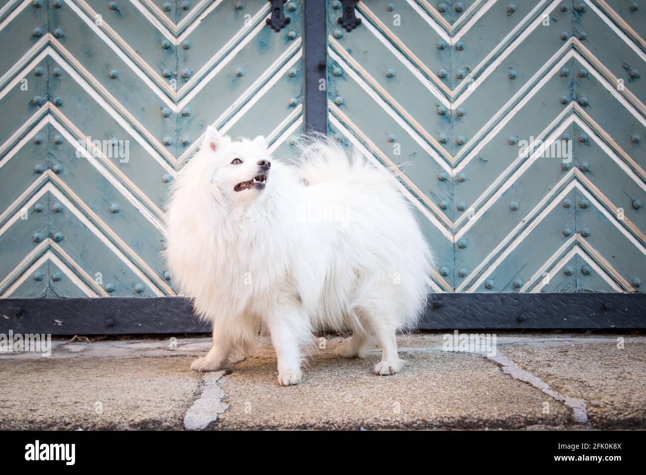 Bianco giapponese Spitz in posa nella città di Weitra, Austria. Fotografia di cane urbano Foto Stock