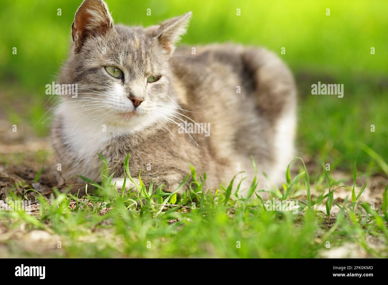 Il gatto tortoiseshell riposa in un giardino di primavera con erba verde sullo sfondo. Foto Stock