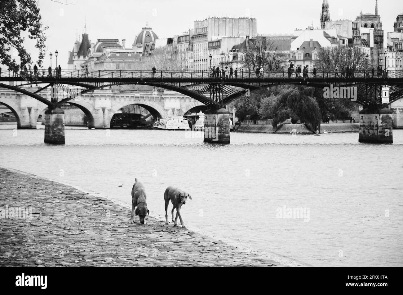 Parigi. Cani a Senna argine. Foto storica in bianco nero Foto Stock