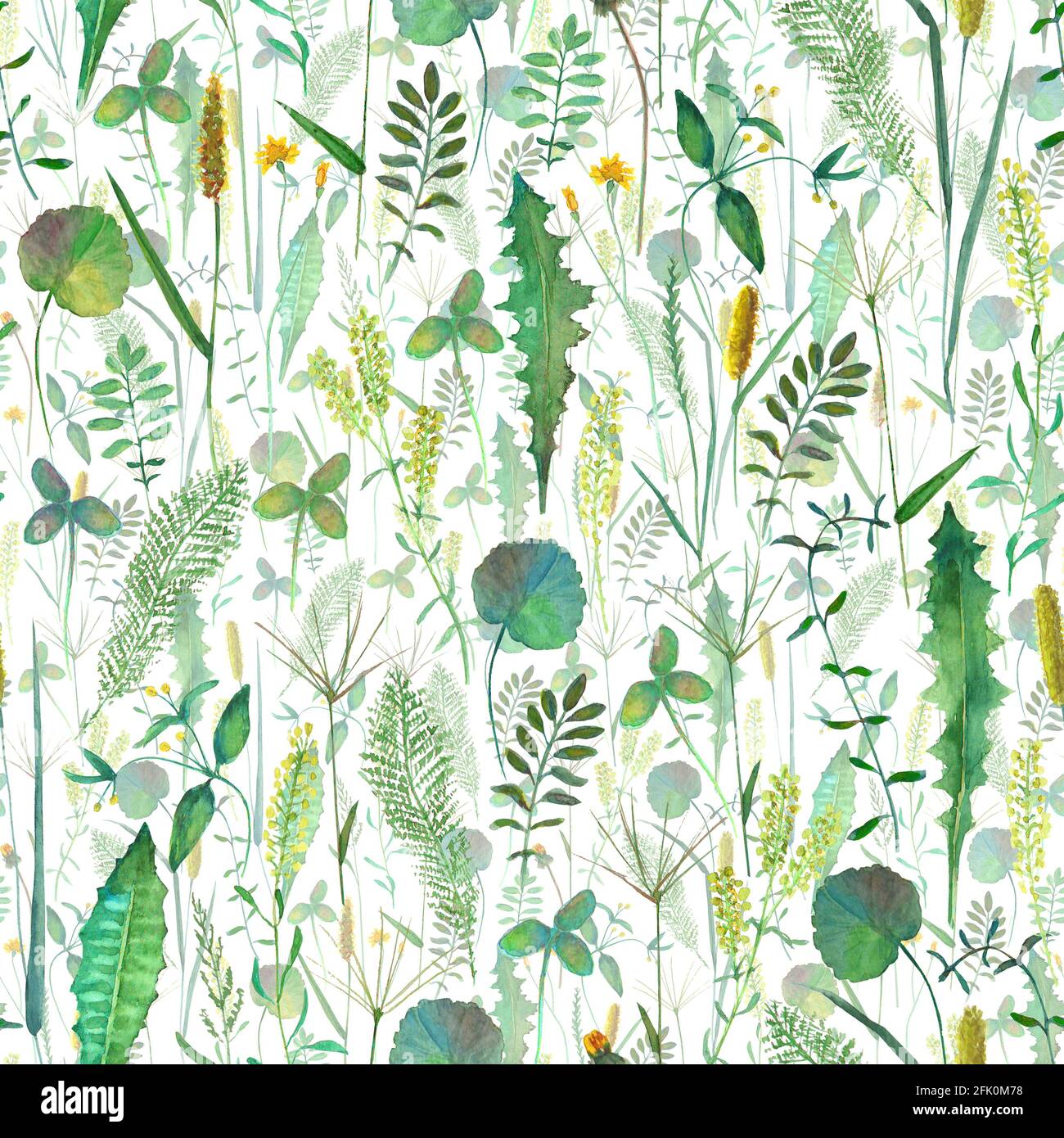 Modello senza cuciture con fiori selvatici prato, erbe, erbe. Acquerello disegnata a mano illustrazione botanica su sfondo bianco. Acquerello floreale erbe Foto Stock