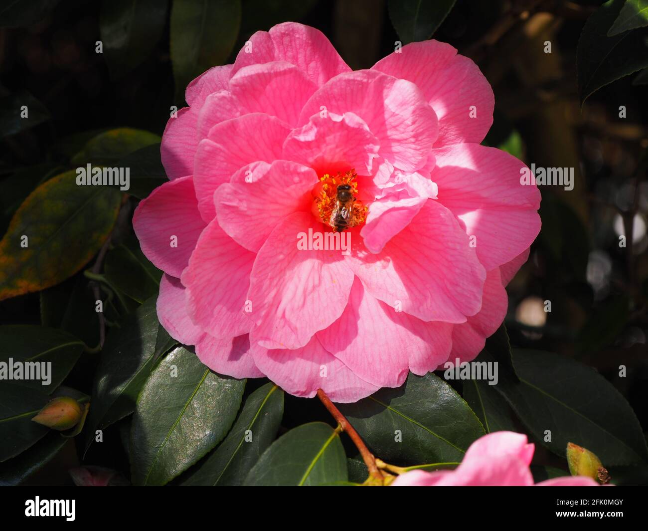 Rosa Camellia 'Donation', all'inizio Spring.Beautiful fiore su un arbusto sempreverde. L'ape del miele che visita le resistenza gialle nel sole. Foto Stock