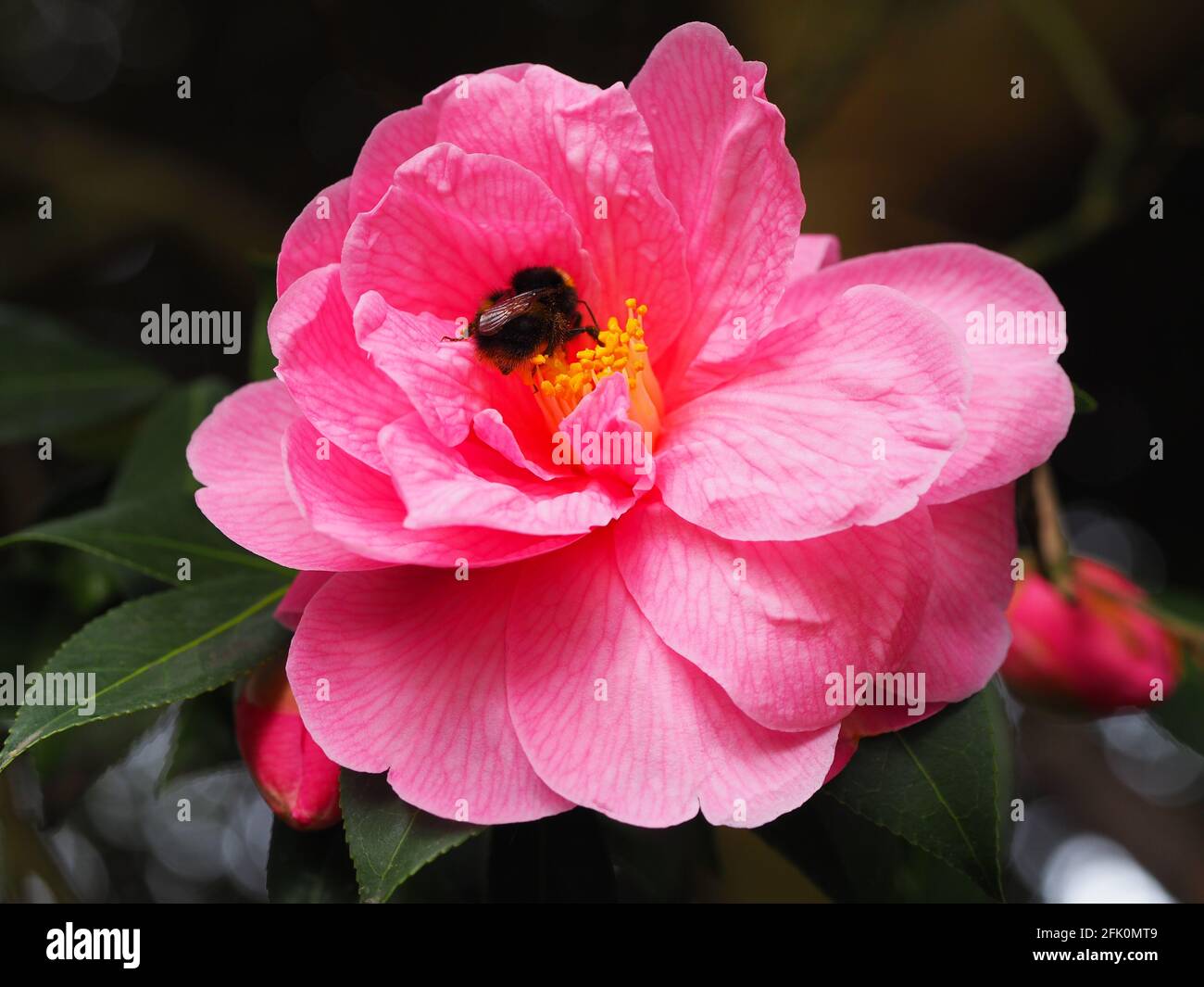 Rosa Camellia 'Donation', all'inizio Spring.Beautiful fiore su un arbusto sempreverde.Bumblebee visitare il giallo balena al sole. Foto Stock