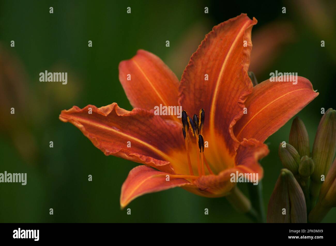 Orange Tiger Lilly (Lilium bulbiferum) con un morbido fuoco di sfondo naturale Foto Stock
