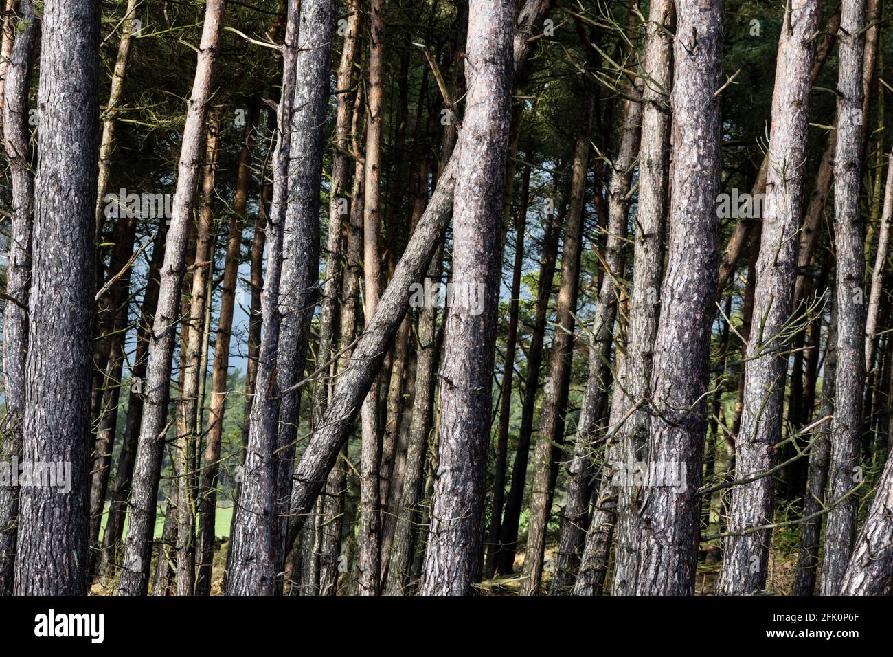 Particolare degli alberi, Foresta di Stainburn Foto Stock