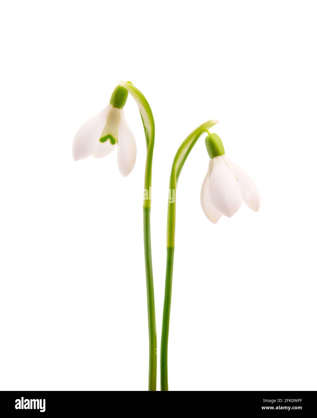 Fiori Snowdrop isolati su sfondo bianco. Bellissimi fiori primaverili. Foto Stock