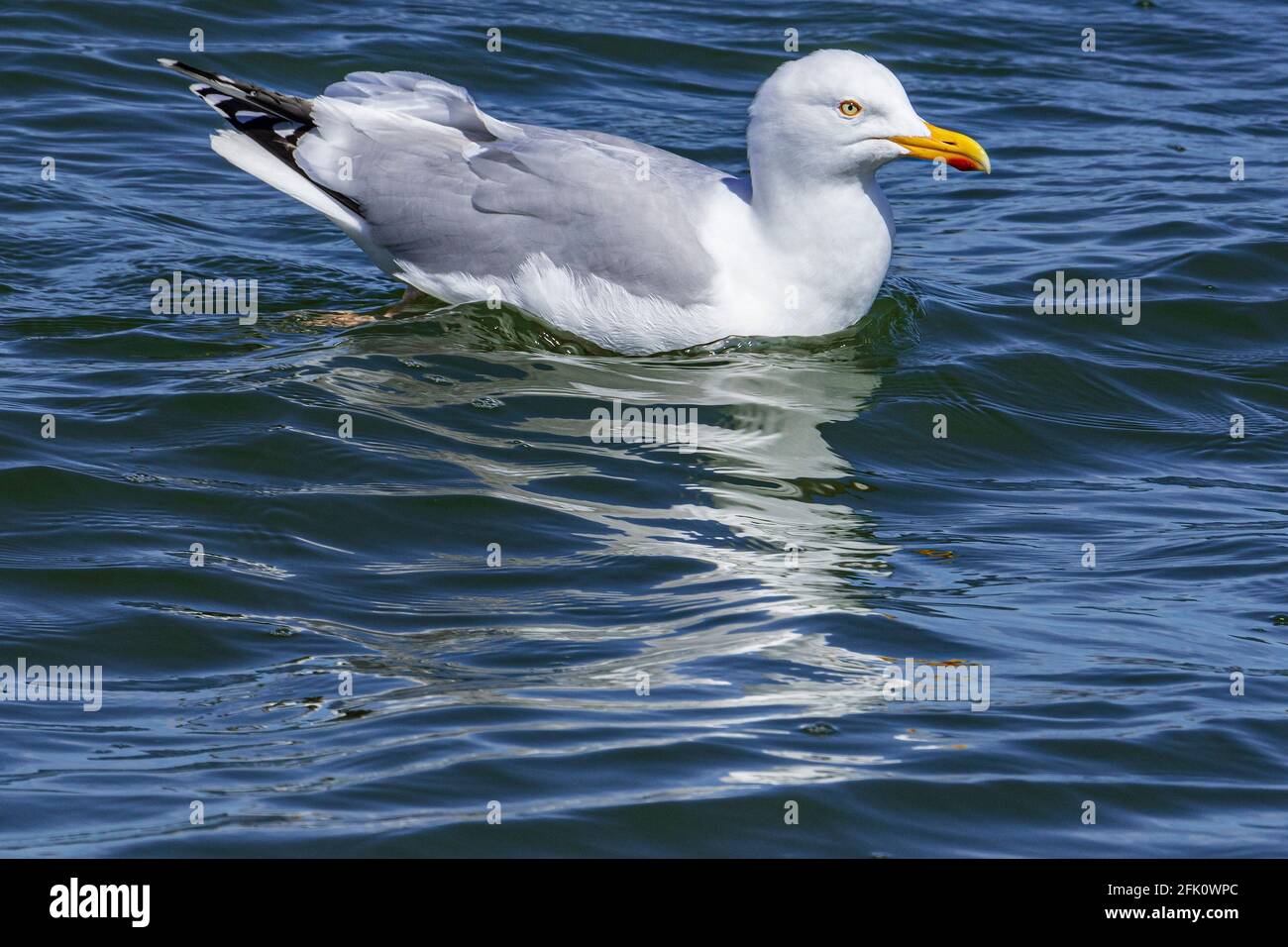 Gabbiano di aringa. Uccello adulto. Foto Stock