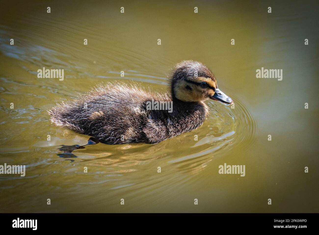Baby Mallard anatroccolo. Foto Stock