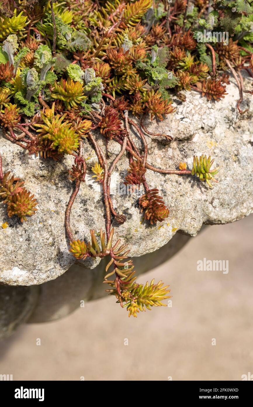 Primo piano di stonecrop dorato / sedum che scenda sul bordo di una pentola di cemento durante aprile in un giardino del Regno Unito. Foto Stock