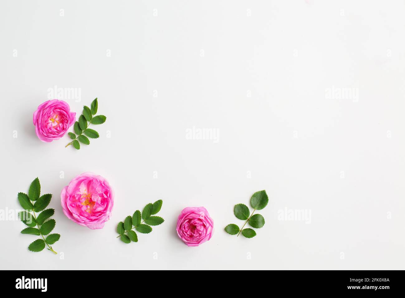 Fiori rosa e foglie verdi su sfondo bianco. Giornata delle donne. Disposizione piatta, vista dall'alto, spazio per la copia Foto Stock