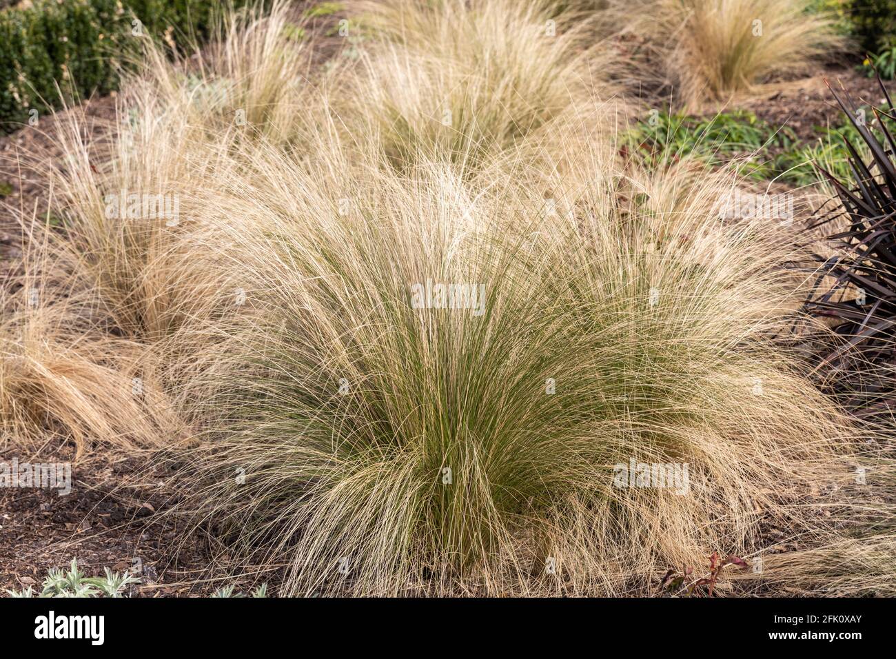Primo piano di erbe ornamentali che crescono in un giardino inglese confine nel mese di aprile, Inghilterra, Regno Unito Foto Stock