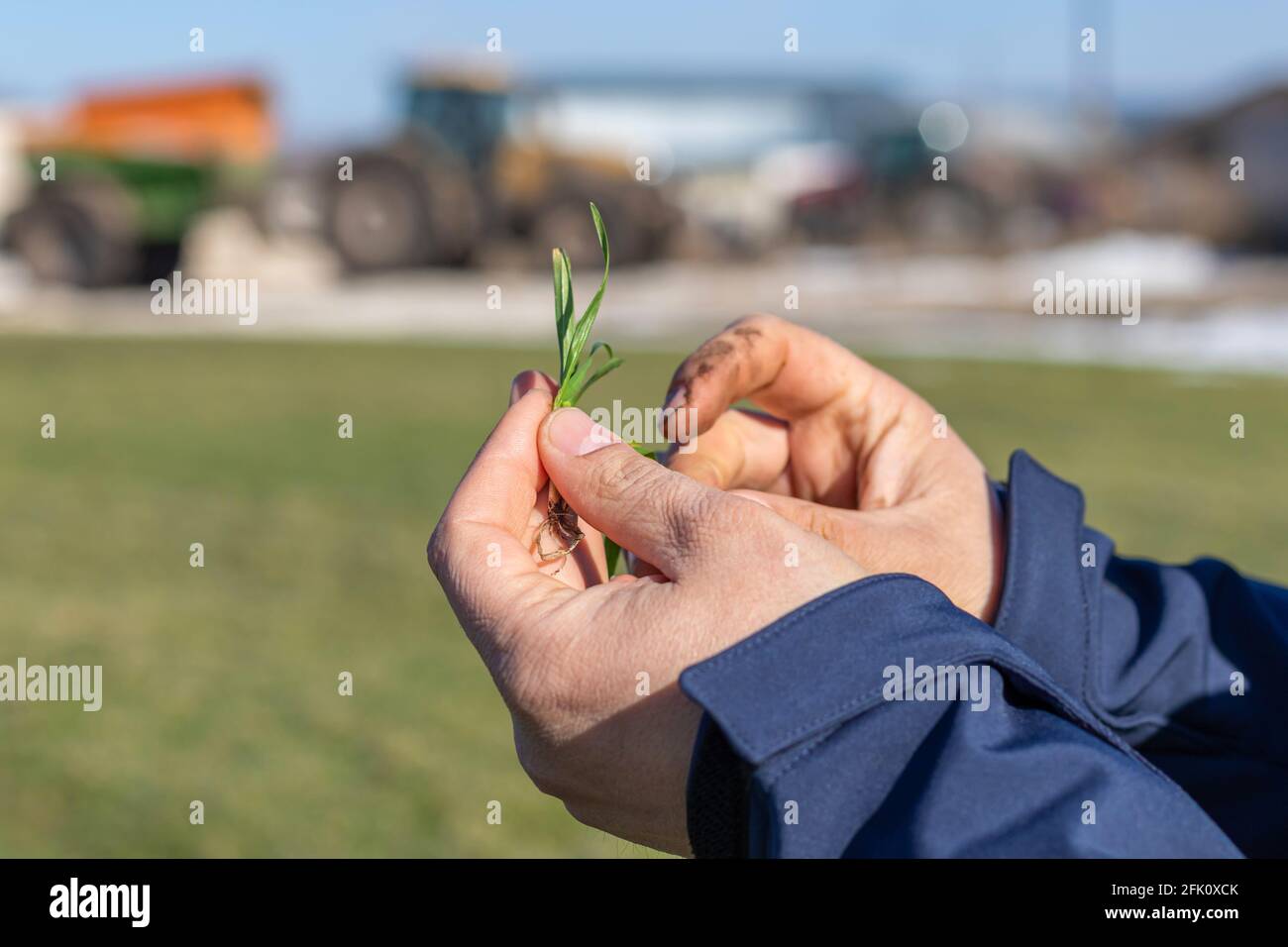 Agricoltore o agronomo che esamina la radice di una pianta di grano dopo aver piantato. Foto Stock