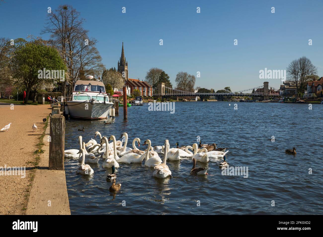 Swans sul fiume Tamigi con il ponte sospeso Marlow e All Saints Church Behind, Marlow, Buckinghamshire, Inghilterra, Regno Unito, Europa Foto Stock