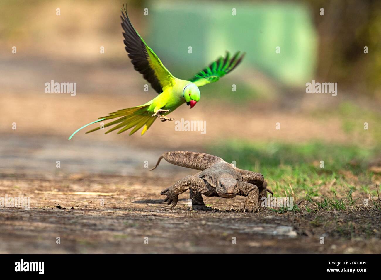 Il parakeet volò dopo la lucertola del monitor che aveva tentato di rubare alcune uova dal suo nido. RAJASTHAN, INDIA: DOPO un tentato furto di uova, questo mo Foto Stock