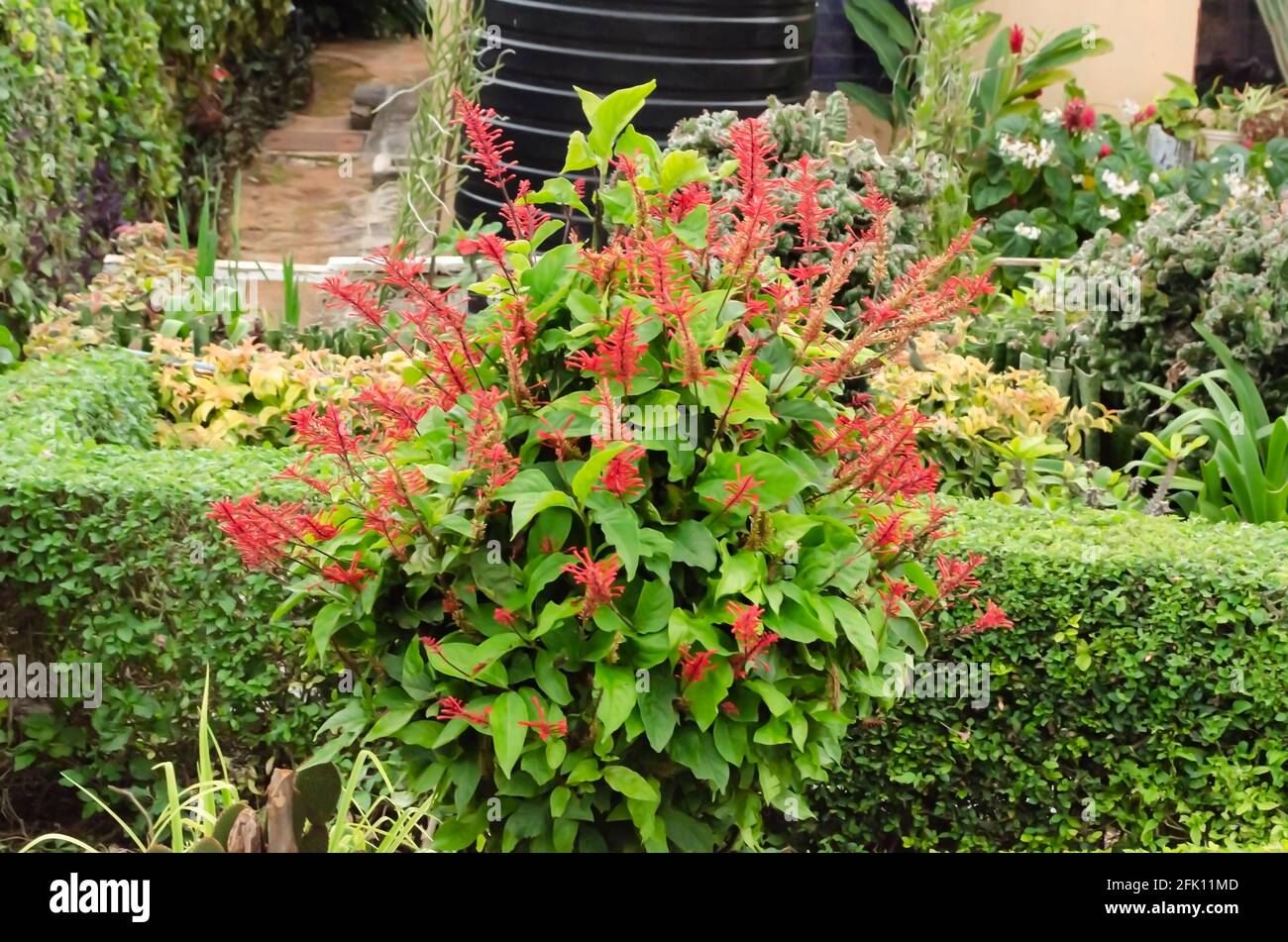 Bellissimi fiori di colore rosso Foto Stock