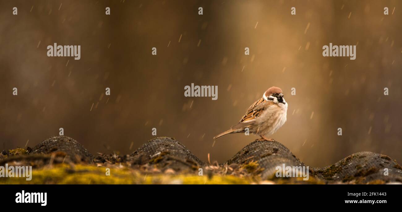 Un passero si trova su un vecchio tetto di ardesia. Concetto autunnale. Foto Stock