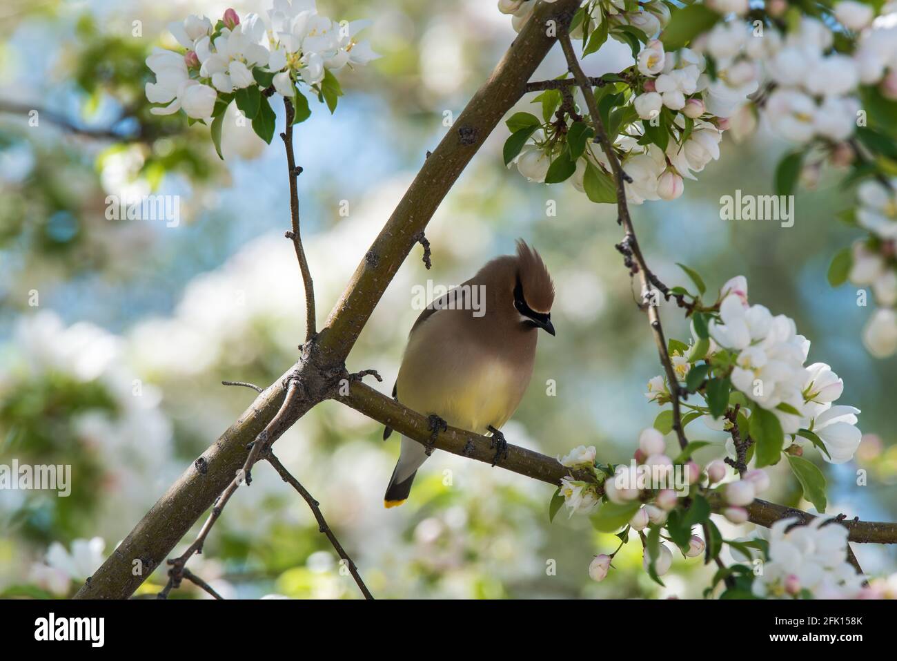 Cedar Waxwing incorniciato tra i rami di un albero di granchio. Questi splendidi uccelli si nutrono di un'ampia varietà di insetti, frutta e bacche. Foto Stock