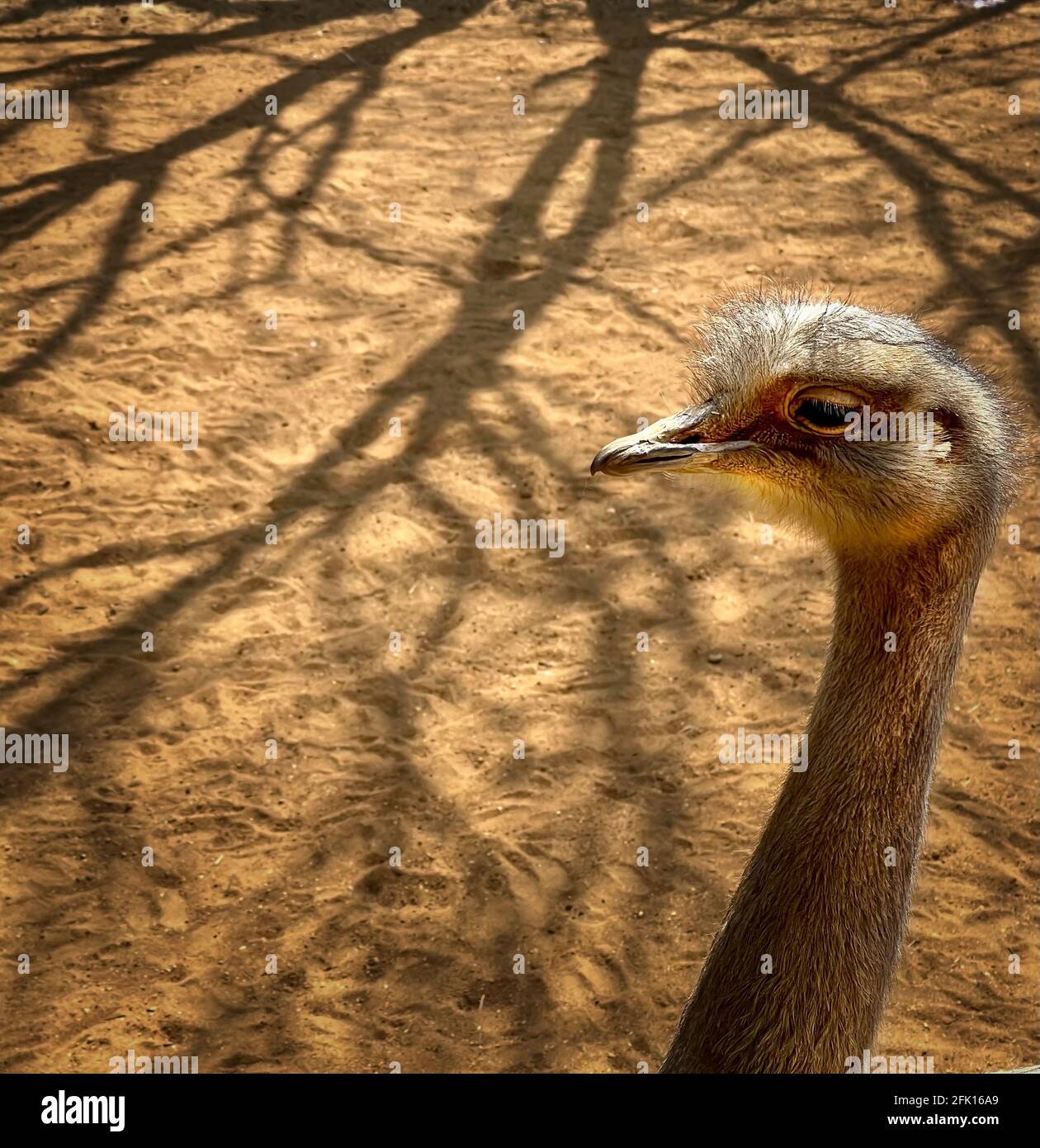 Darwins rhea Foto Stock