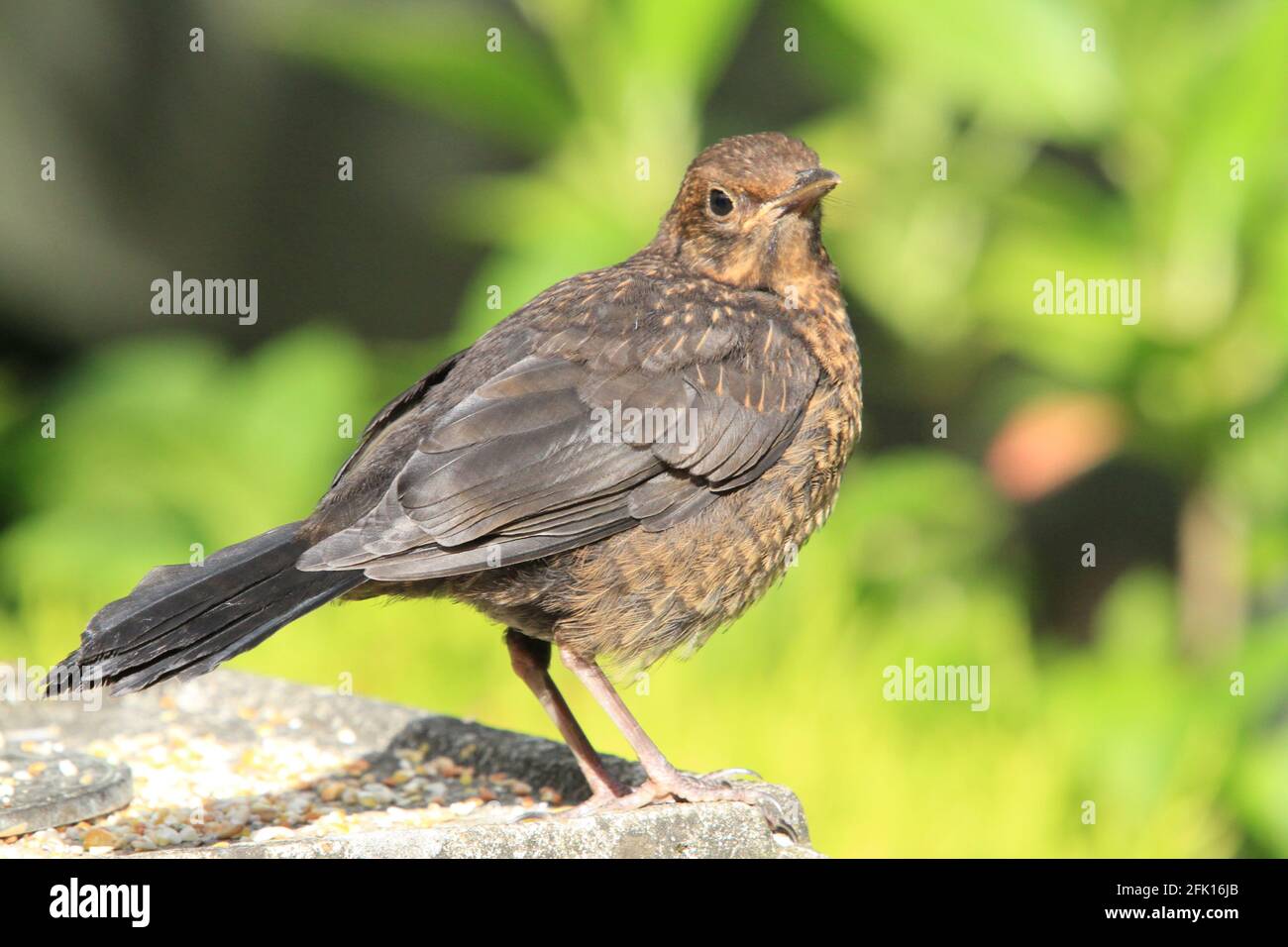 Merlo femmina (Turdus merula) Foto Stock