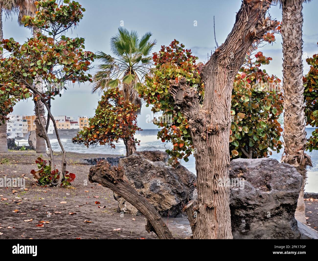 Spiaggia di sabbia lavica a nord di Tenerife, la 'Playa Jardin' a Puerto de la Cruz. Vista attraverso alberi frondosi e palme verso la pesca Foto Stock