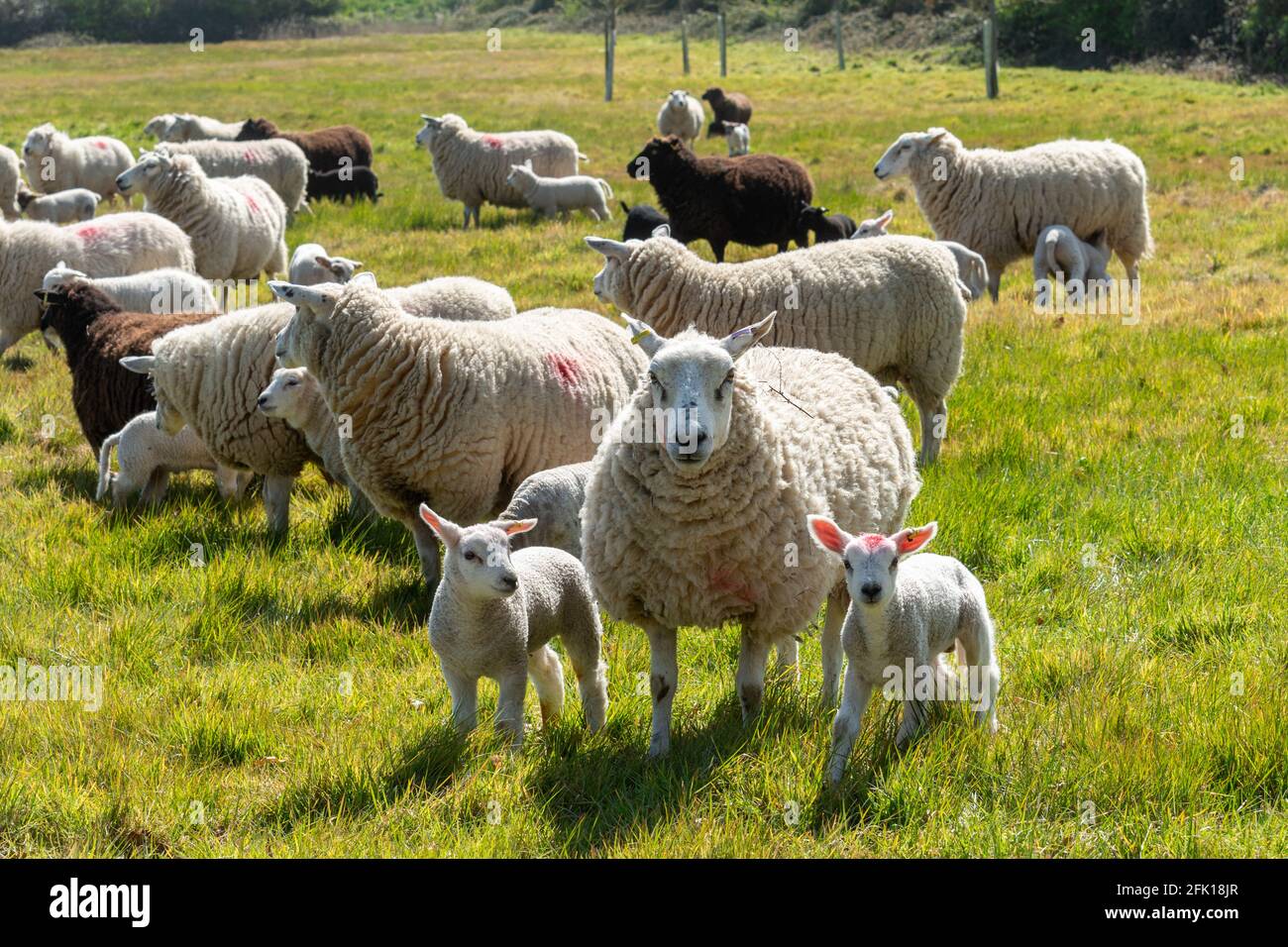 Pecore bianche e nere con agnelli giovani in un campo d'erba durante la primavera, Regno Unito Foto Stock