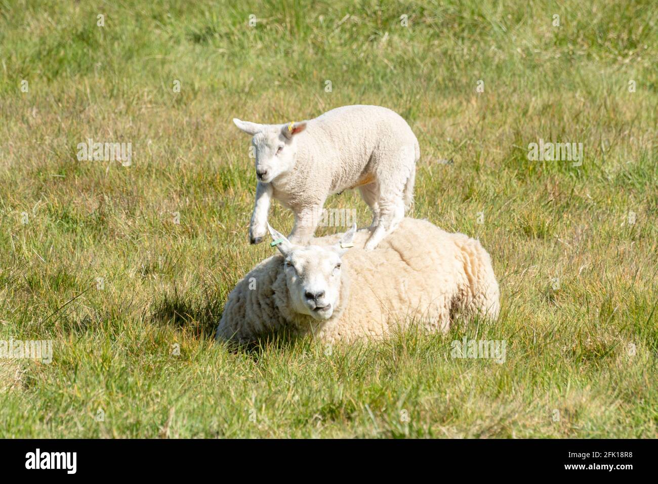 Agnello Gamboling saltando sulle sue madri indietro. Pecora in campo durante la primavera, Regno Unito Foto Stock