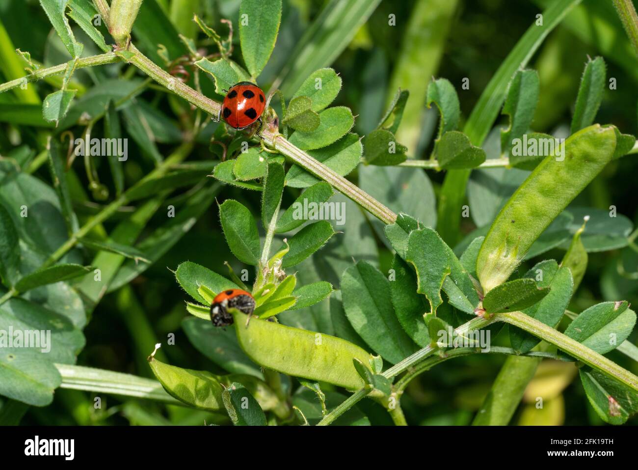 2 ladybugs a sette macchie (Coccinella septempunctata), Isehara City, Prefettura di Kanagawa, Giappone. Correre sull'erba. Foto Stock