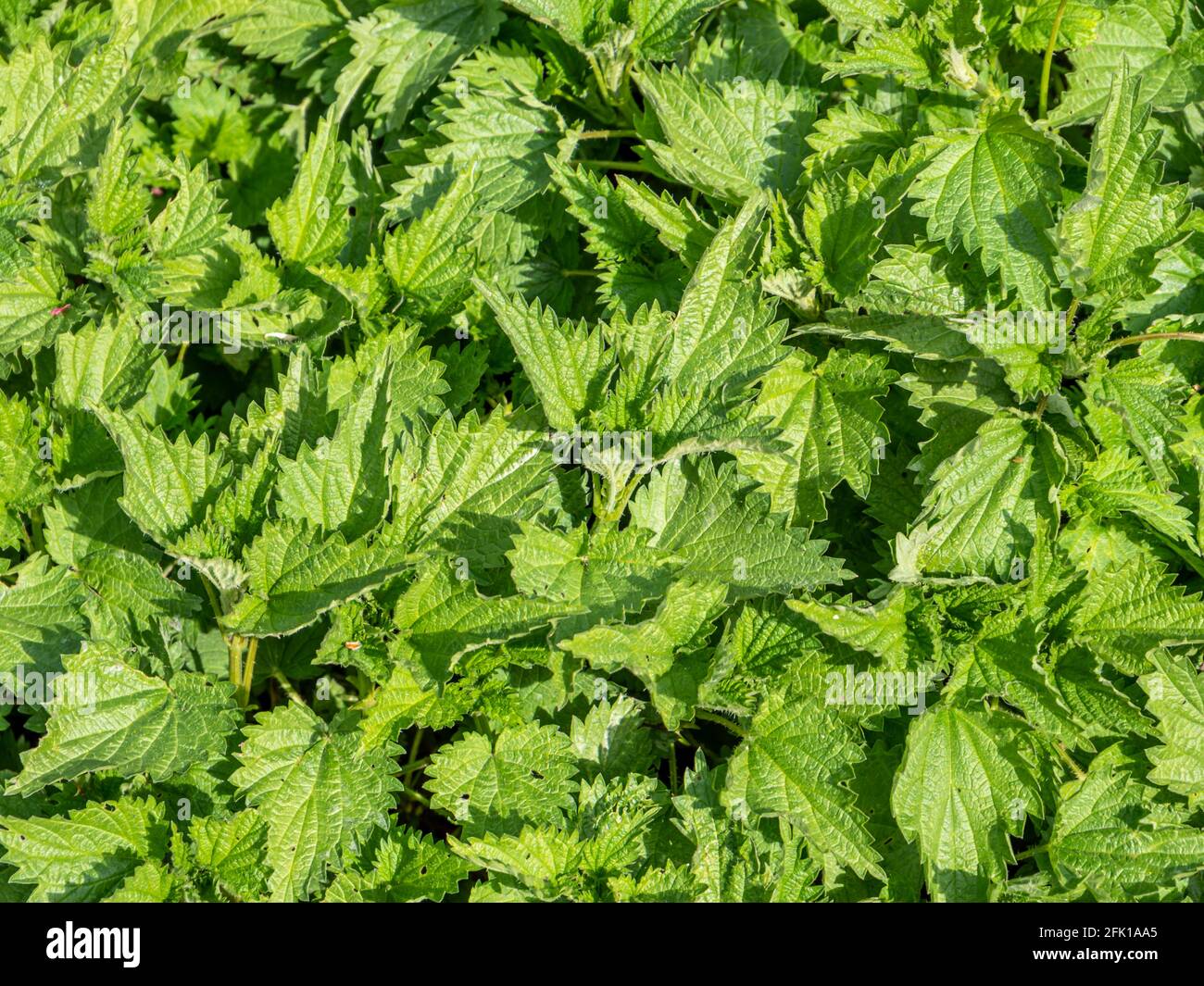 Fondo di struttura di ortica della pianta medicinale Foto Stock