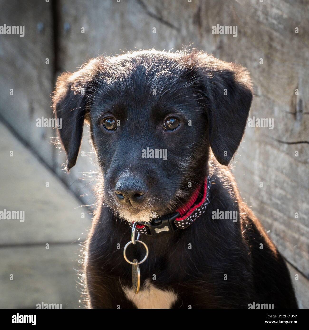 Un cucciolo di lurcher. Foto Stock