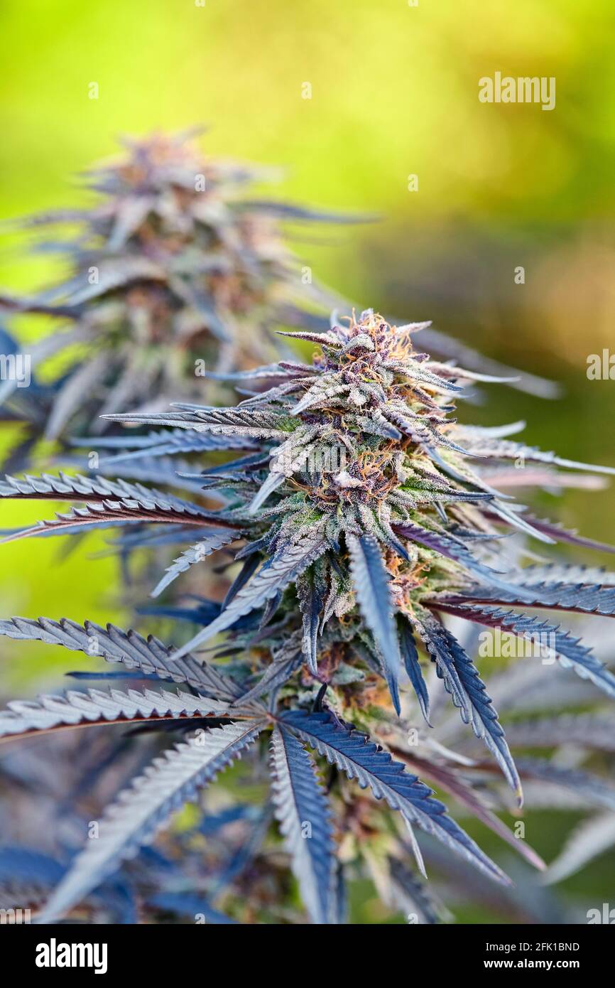 Cola fiorente del ceppo di cannabis di Dog Pound Foto Stock