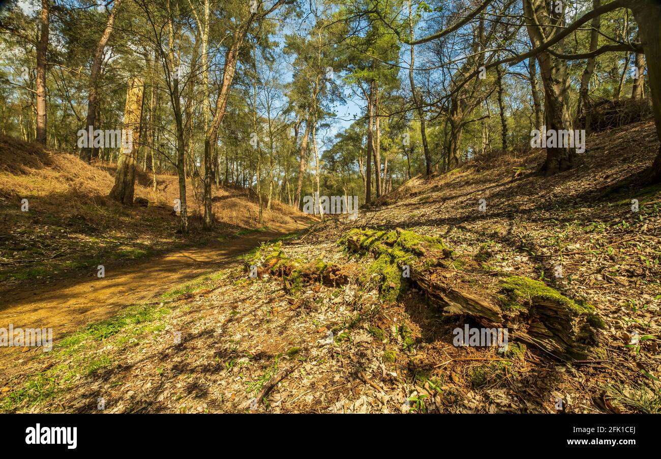 Vista di Dersingham Bog in primavera. Foto Stock