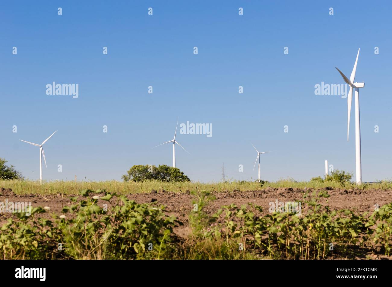 Gruppo di moderni mulini a vento nella campagna vicino a Tarariras, col Foto Stock