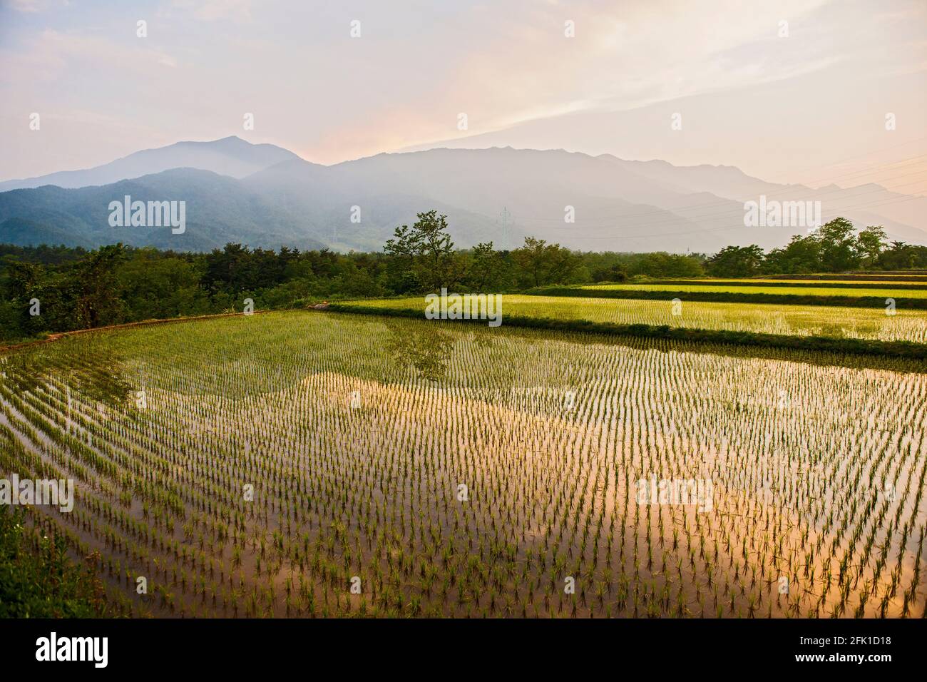 Campi di riso irrigati vicino al parco nazionale di Seoraksan Foto Stock