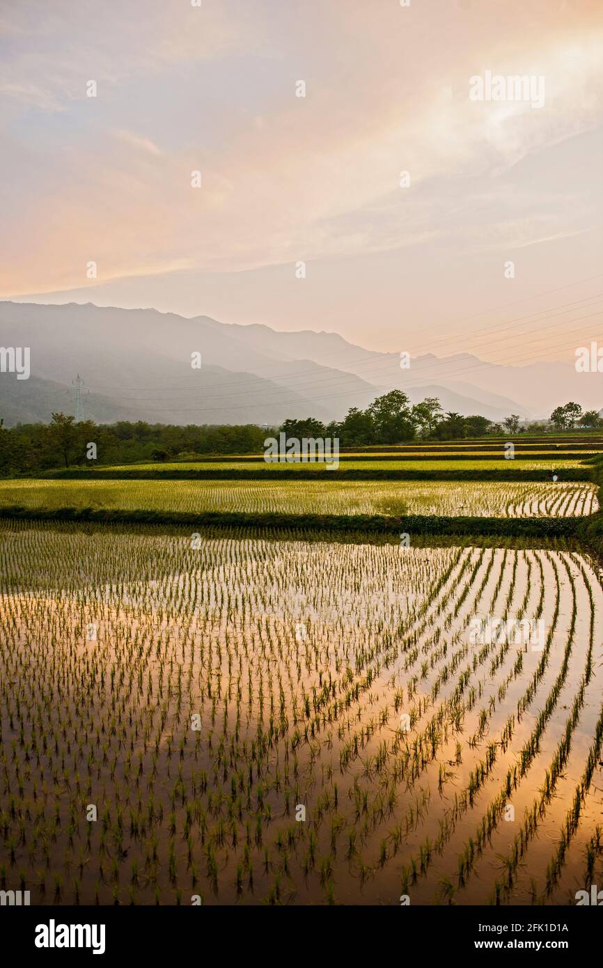 Campi di riso irrigati vicino al parco nazionale di Seoraksan Foto Stock
