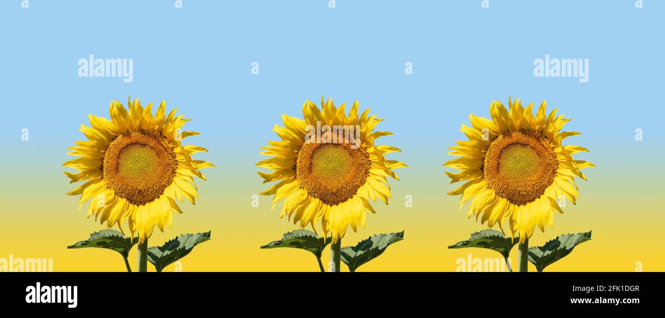 Tre bellissimi girasoli colorati in fila su uno sfondo giallo-blu. Foto Stock