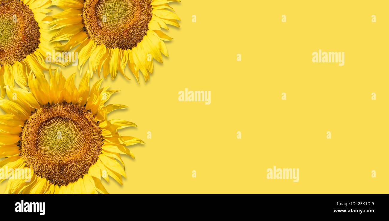 Girasole comune, Helianthus Annuus. Vista dall'alto di fiori di sole luminosi su sfondo giallo estivo. Foto Stock