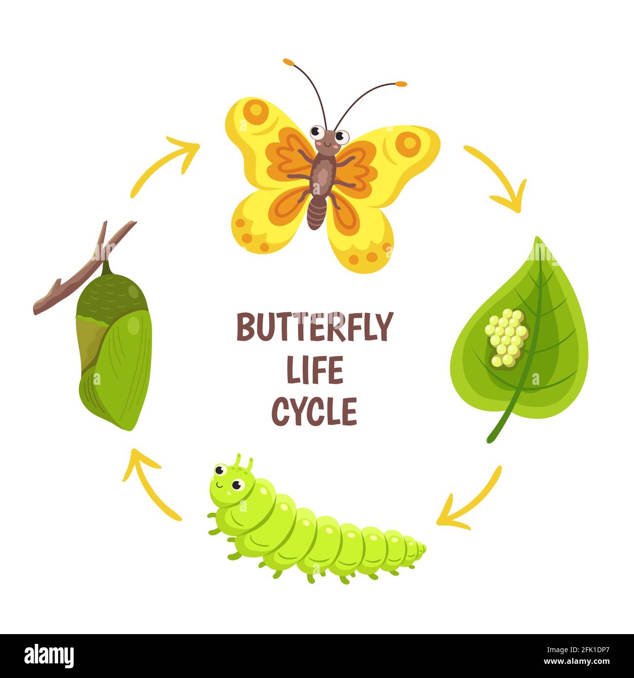 Ciclo di vita delle farfalle. Comparsa di insetti, trasformazione o metamorfosi. Fasi di sviluppo Caterpillar. Illustrazione del vettore del ciclo biologico Illustrazione Vettoriale