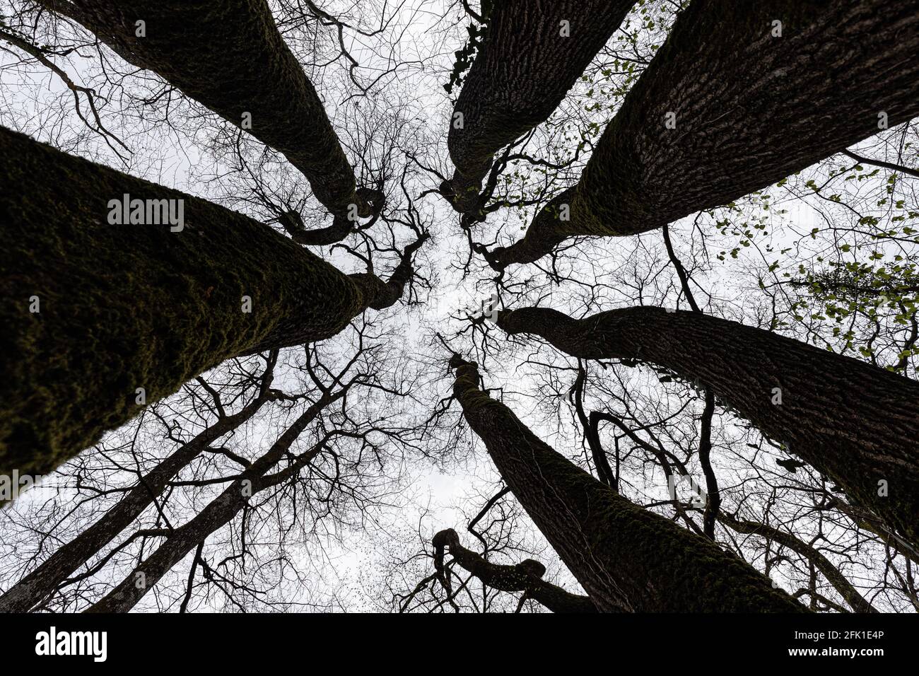 Vista dinamica di un incredibile tronco di quercia e rami in inverno. Foto Stock