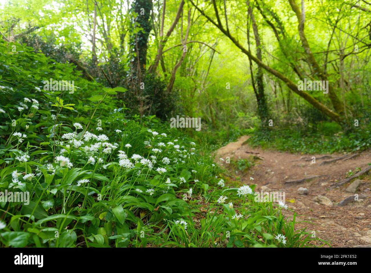 Aglio selvaggio letto Allium ursinum in foresta temperata Foto Stock