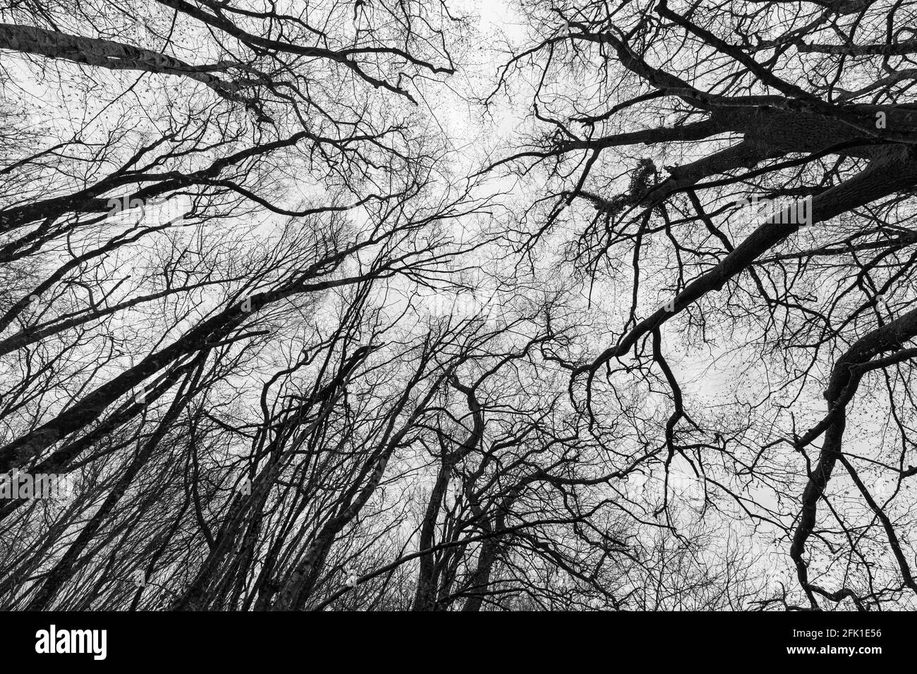 Bosco di querce temperate in inverno. Foto Stock