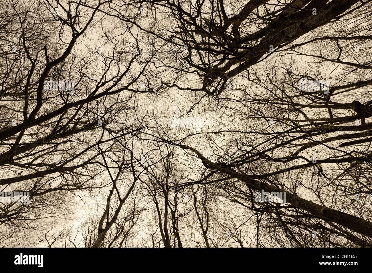 Bosco di querce temperate in inverno. Foto Stock