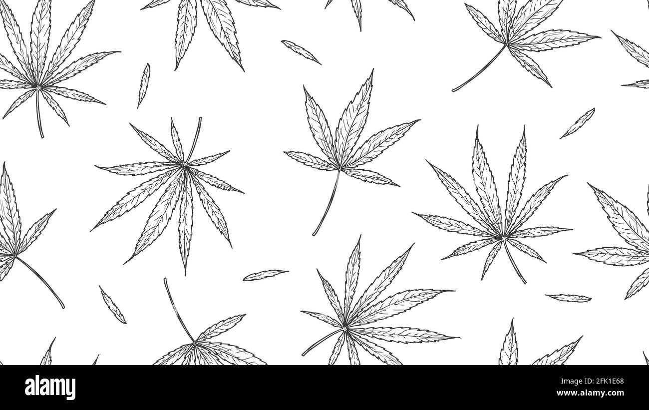 Modello di cannabis. Foglie di marijuana, sfondo di canapa disegnata a mano. Vettore di foglia curativa naturale medica struttura senza giunture Illustrazione Vettoriale