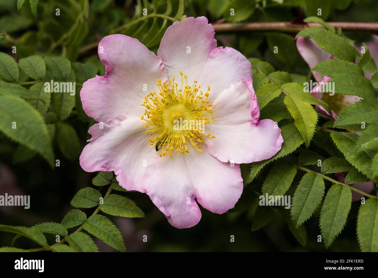 Primo piano di una rosa di cane rosa pallido. Rosa canina. Foto Stock