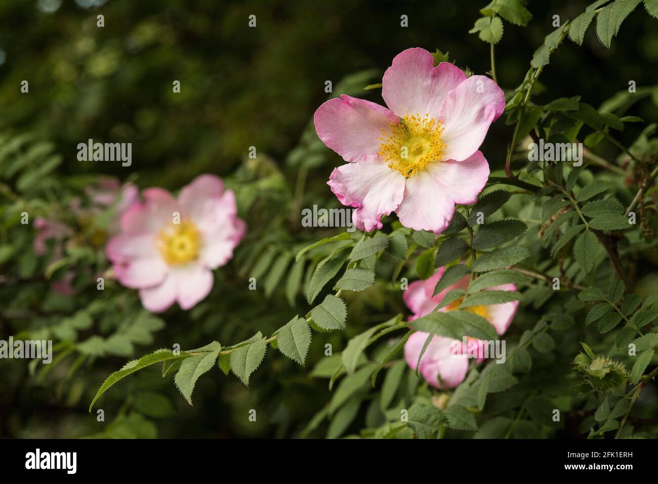 Primo piano di una rosa di cane rosa pallido. Rosa canina. Foto Stock