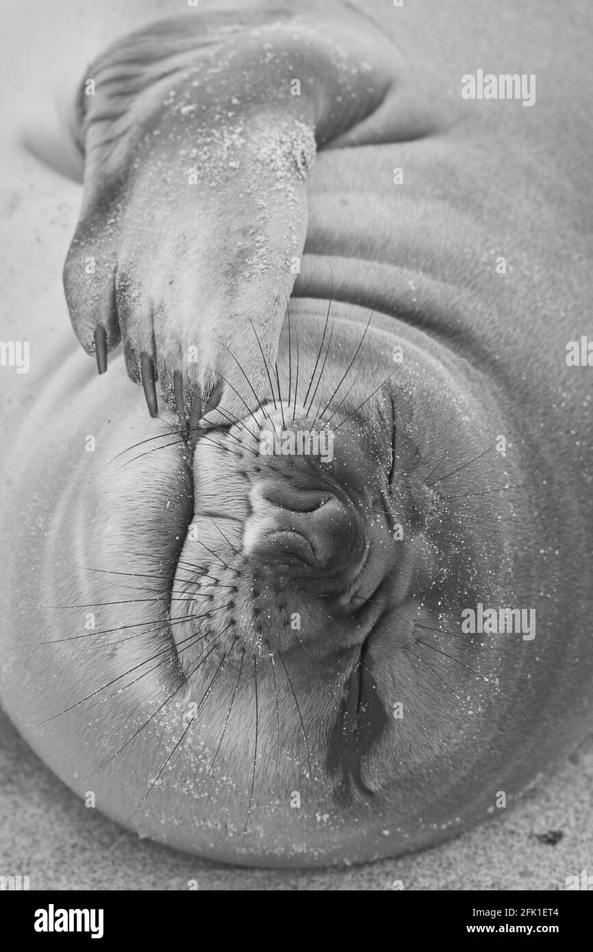 Foca dell'Elefante Meridionale (Mirounga leonina) sulla costa dell'Isola dei leoni marini nelle Isole Falkland. Foto Stock