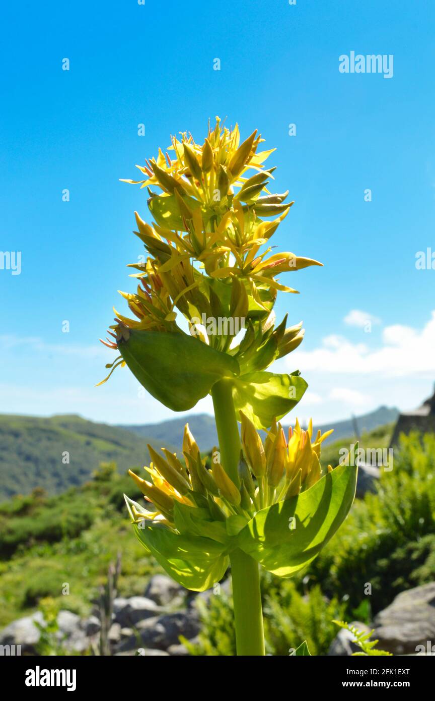 Magnifica pianta di montagna, tipo Gentiana o Gentiana. Usato per fare l'alcool di pianta o la pianta medicinale. Foto Stock