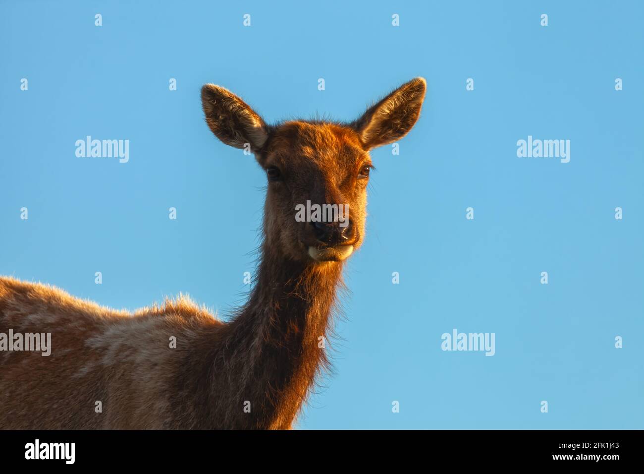 Ritratto di un tulo Elk femminile (nannoni di Cervus canadensis), Point Reyes National Seashore, California, USA. Foto Stock