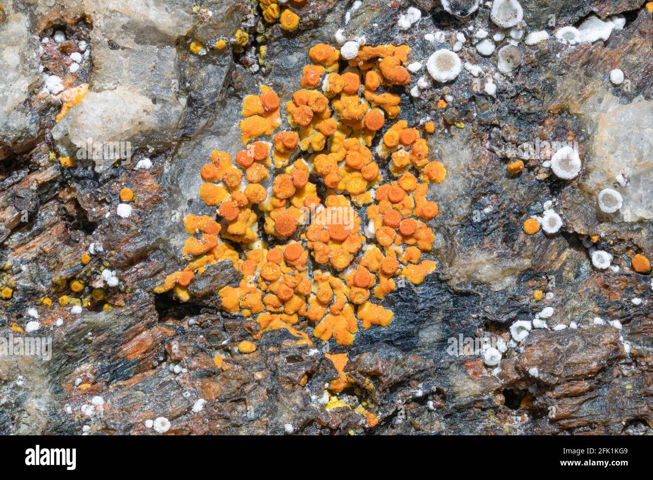 Calogaya arnoldii lichen Foto Stock