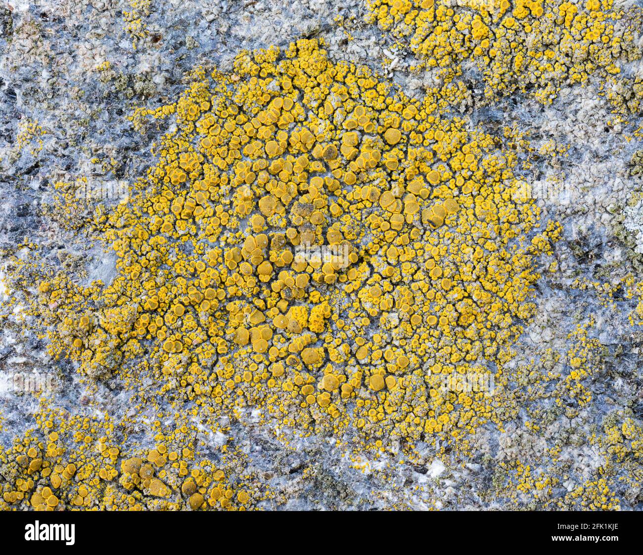 Comune Goldspeck Lichen, Candelariella vitellina Foto Stock