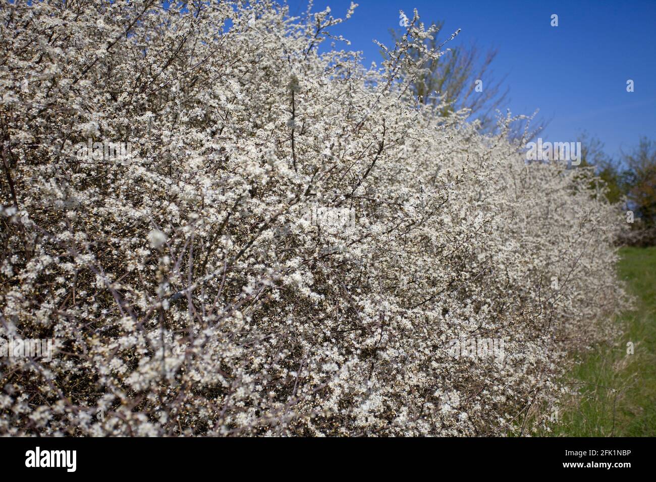 Prunus spinosa. Arbusto fiorito del blackthorn Foto Stock