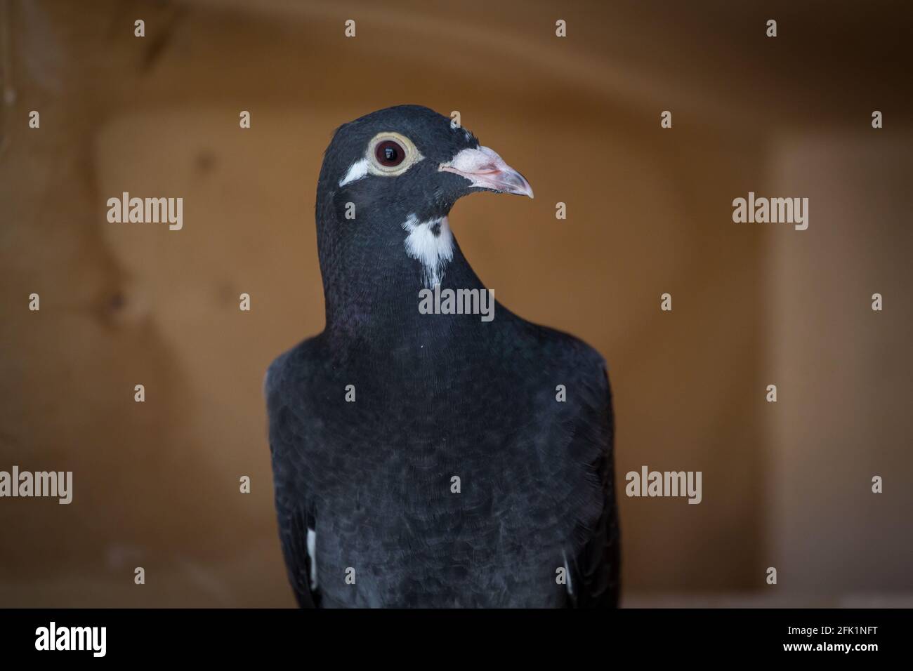 Piccione nero da corsa Foto Stock